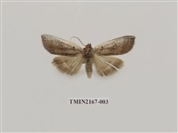 藏品(兩色波紋蛾)的圖片